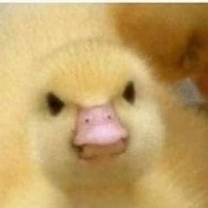 Meet your Posher, Abigale